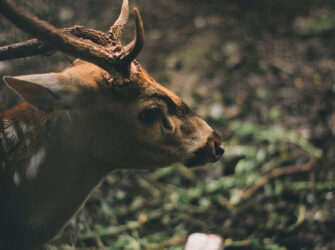 Deer In Forest